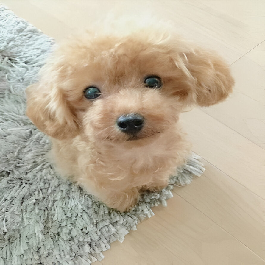 Puppy Plush Toy with Synthetic Fur and Weighted Filling