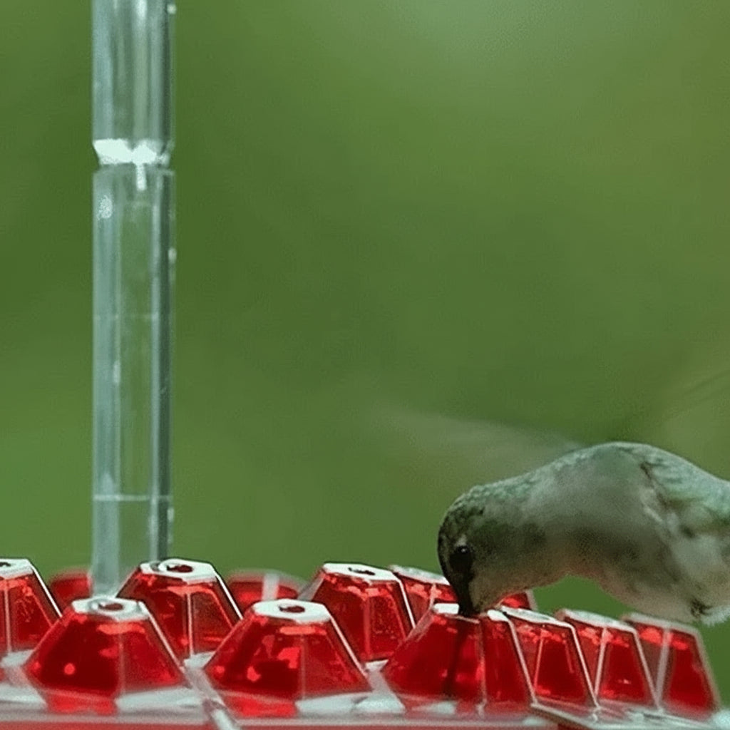 Hanging Hummingbird Feeder Ant Proof Design with Moat