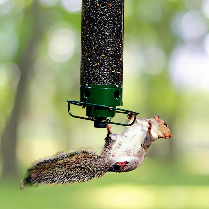 Bird Feeder with Squirrel Deterrent Features