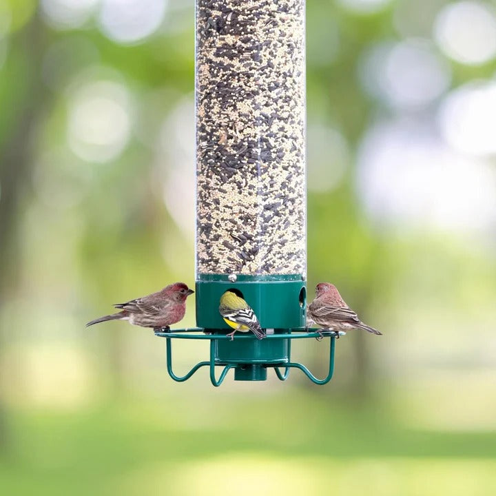 Bird Feeder with Squirrel Deterrent Features