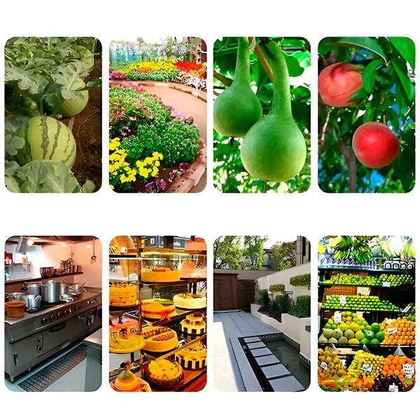 Hanging Fly Trap with Adhesive Sticky Layer, Set of 6