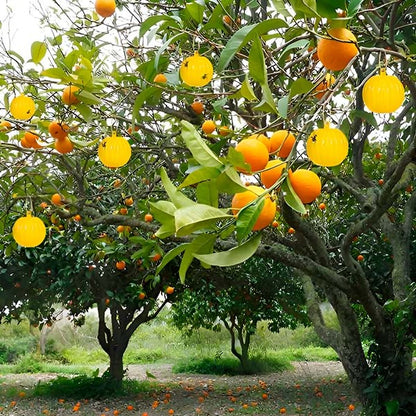 Hanging Fly Trap with Adhesive Sticky Layer, Set of 6